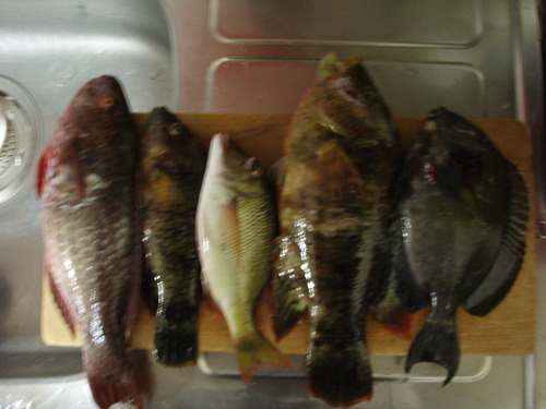 昨日の獲物！