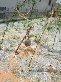 半年ぶりの・・・ 2009/06/25 19:43:32