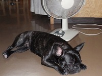 なつは・・・ 2010/07/14 12:21:37