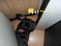 ほっといてぇ～ 2010/10/19 13:12:29