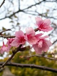 桜が咲いています 2007/02/05 02:52:00