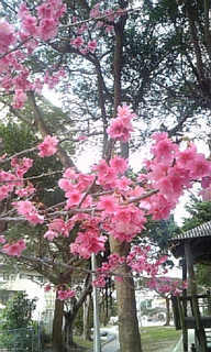 桜が咲いている那覇からカフェ日記 2008/03/05 19:09:18