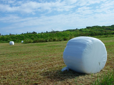 いつか沖縄へ 干し草ロール 宮古島 牧歌的風景