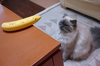 仔猫とバナナの関係。 2009/03/14 00:55:18