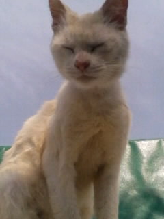 セレブ猫 ？