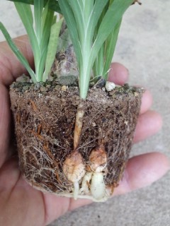 晴れが続かないな〜