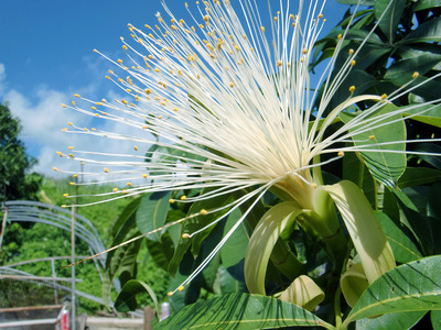 パキラの花