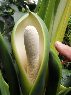 セロームの開花