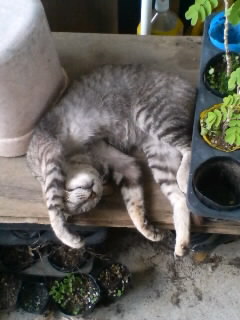 パキラの花　満開