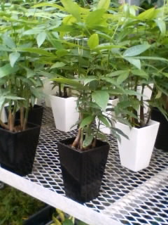 パキラの植え替え