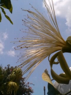 パキラの花　満開