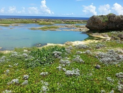 また久米島に・・・