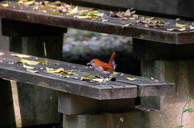 ヤンバルの生き物たち（写真集パートⅠ）