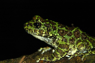 ヤンバルの生き物たち（写真集パートⅠ）