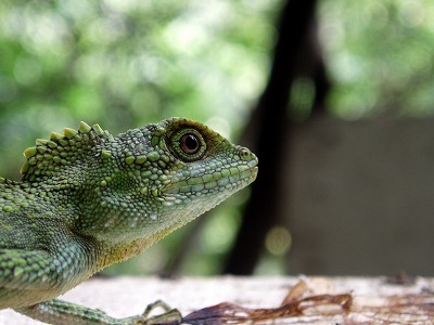 ヤンバルの生き物たち（写真集パートⅠ）