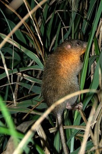 ケナガネズミ 2010/02/05 10:12:52