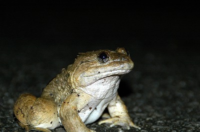 ヤンバルの生き物たち（写真集パートⅠ）