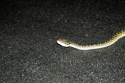 ヤンバルの生き物たち（写真集パートⅠ）