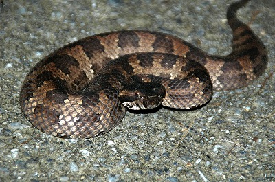 ヤンバルの生き物たち（写真集パートⅠ）