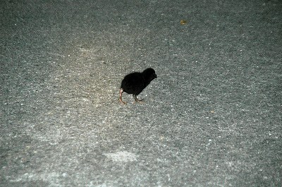 黒い色した小さい固体は？