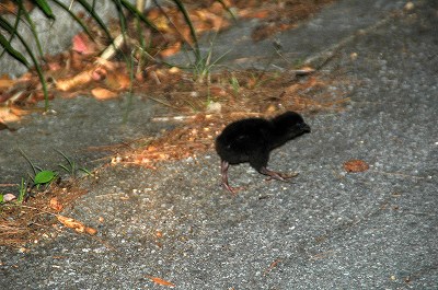黒い色した小さい固体は？