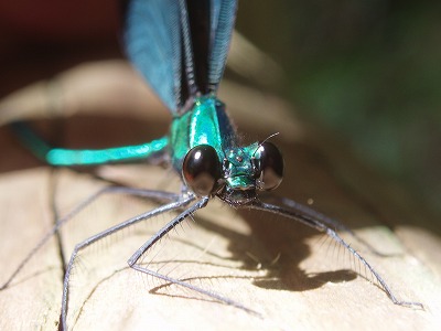 ヤンバルの生き物たち（写真集パートⅠ）