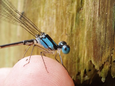 ヤンバルの生き物たち（写真集パートⅠ）