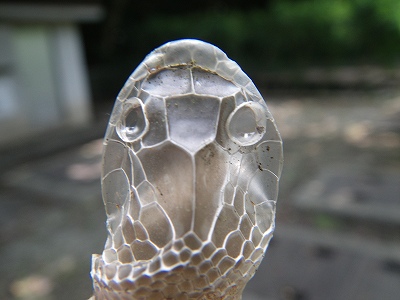ヘビの脱殻（ぬけがら）