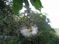 さがり花 2009/09/25 12:08:56