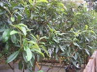 なんの実？ 2010/01/03 12:18:21