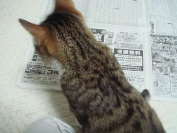 猫が新聞を読む？