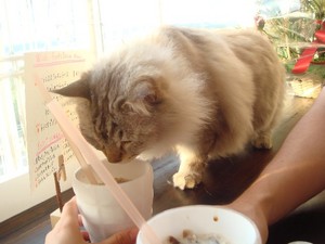 猫カフェへ・２回目