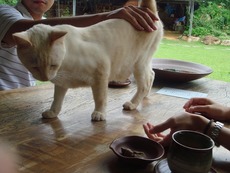 もとぶのにゃんこ・再び