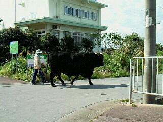 水牛！？