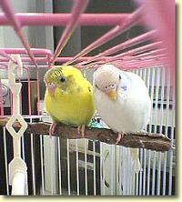 鳥のお医者さん 2009/11/04 19:15:00