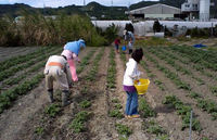 じゃがいも畑 2009/12/08 12:26:00