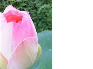 ハスの花