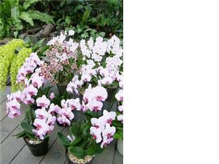 ランの植え替え☆
