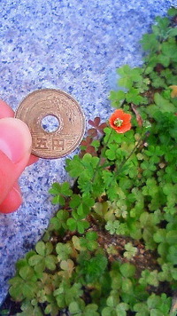 ミニポピー 2010/04/07 15:48:30