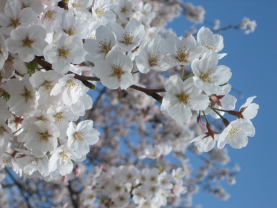 東京　桜  2009  (新宿御苑）