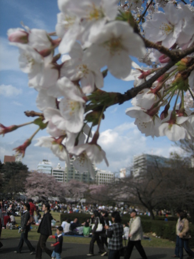 東京　桜  2009  (新宿御苑）
