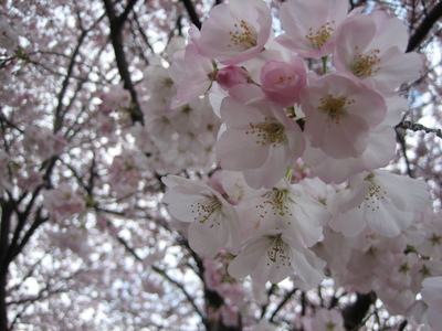 東京　桜  2009  (新宿御苑）