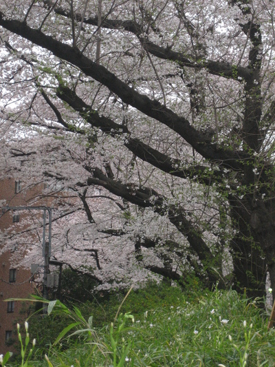 東京　桜　2009　（市ヶ谷〜飯田橋）