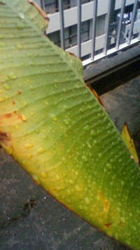 雨、好き？