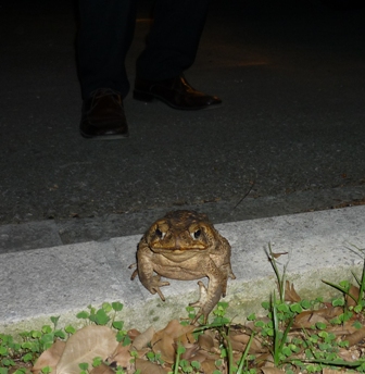 「デカ」すぎ