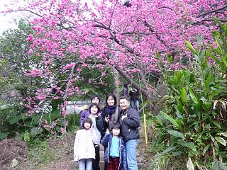 桜咲く（さくら祭り）