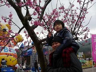 桜咲く（さくら祭り）