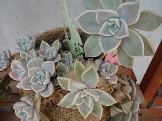 気が・・・つかなかった