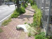 今日の作品