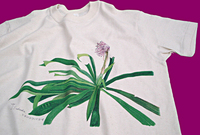 野の草花のTシャツです 2007/05/28 22:39:00